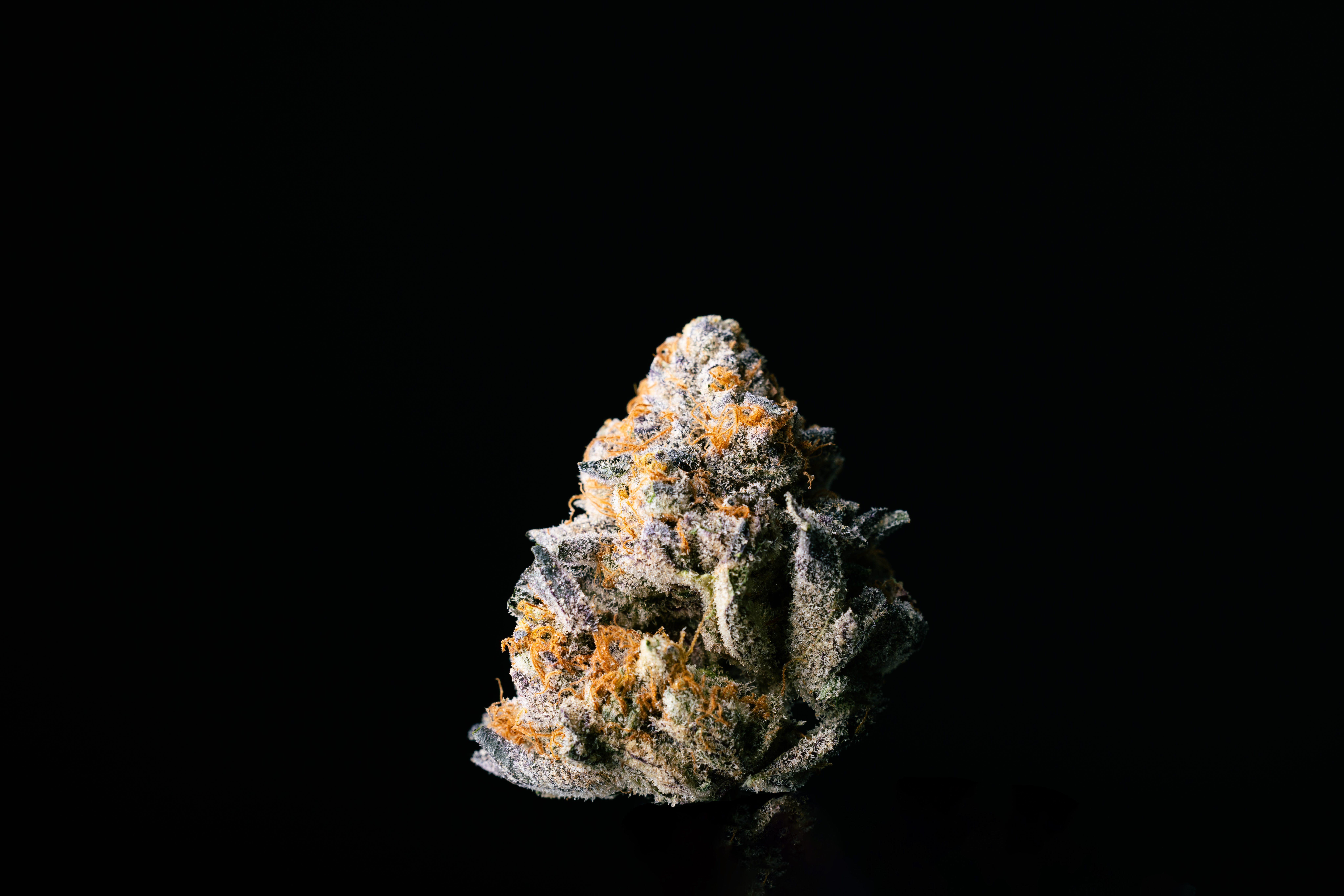 All Day Limesicle Flower (REC)