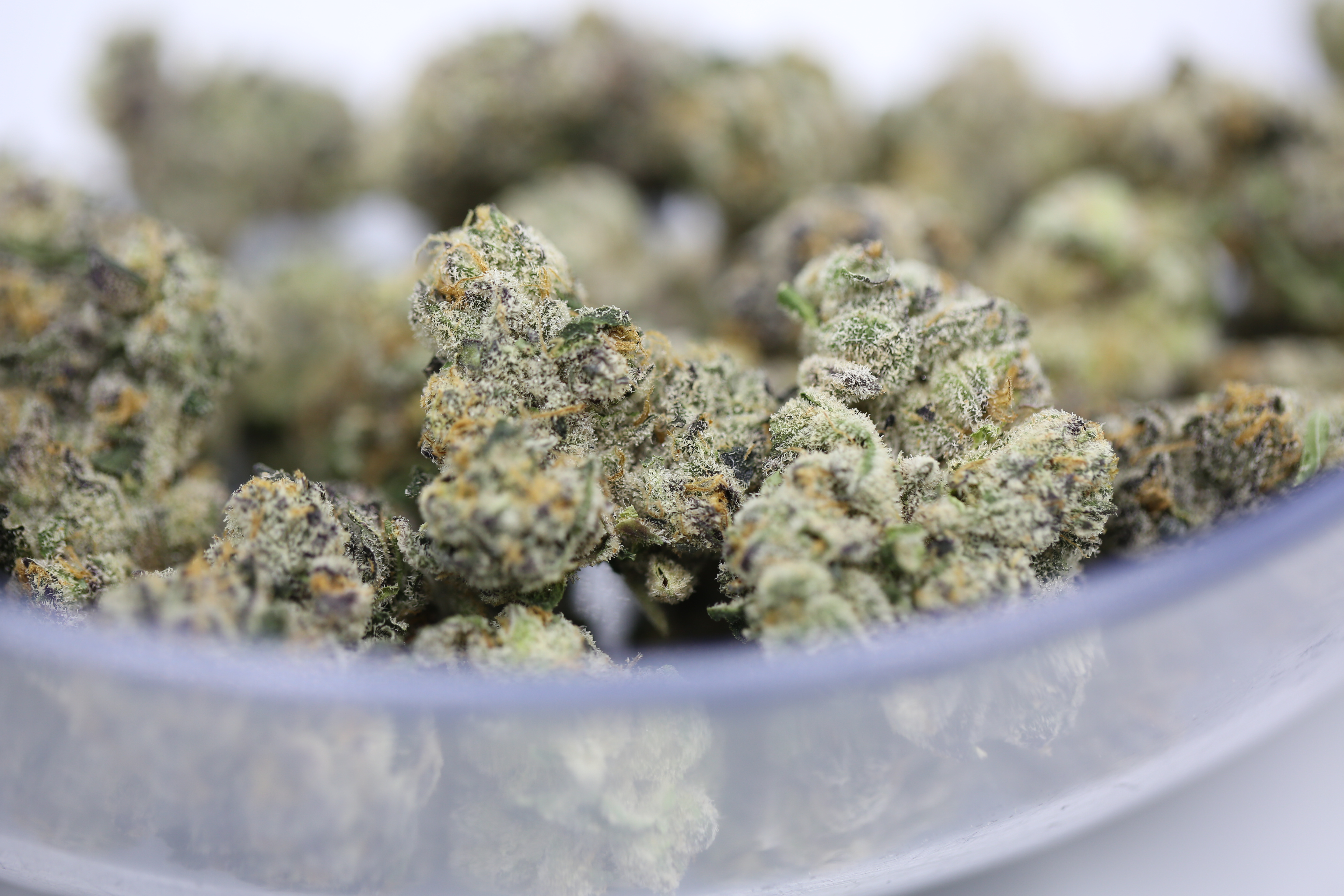 Blue Sharpies - Flower | 14g