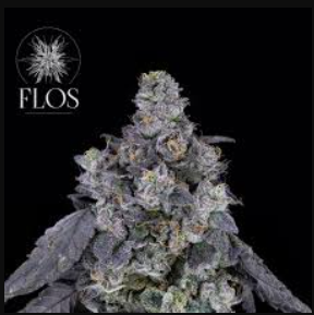 Floscannabis Caribbean Breeze Pre Roll