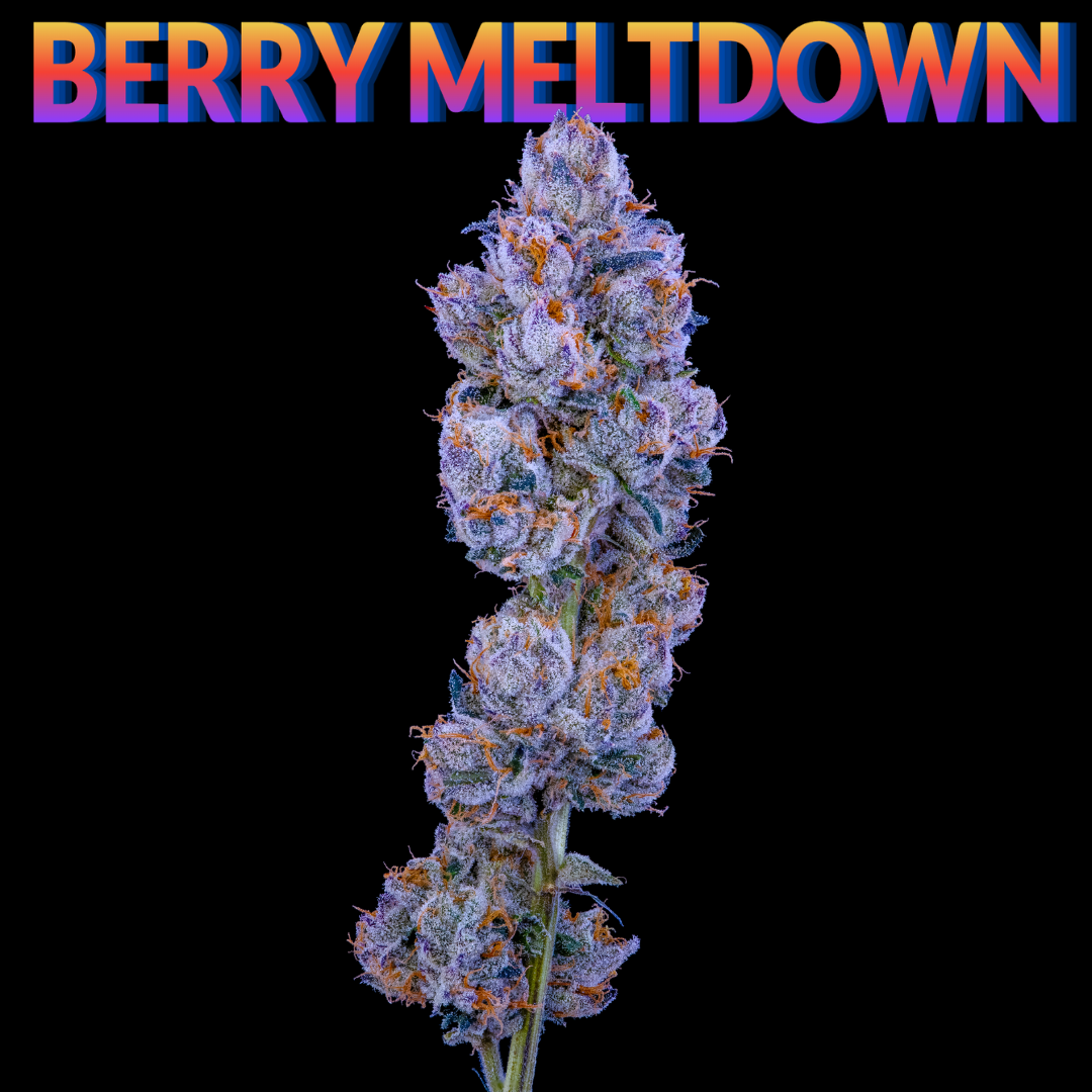 Berry Meltdown Faded