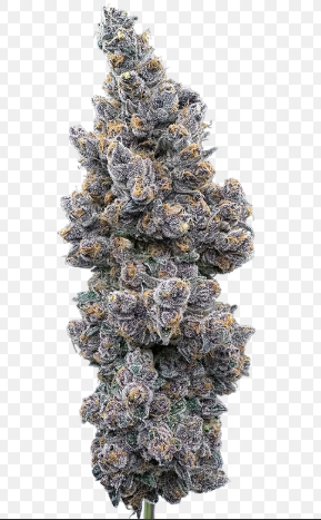 Jersey Boof  5pk Infused