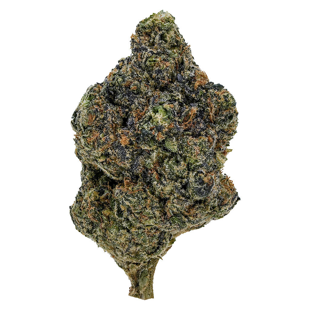 1964 - Gasolina (Blueberry Diesel x Thai Haze) | 2.78% Terps!!