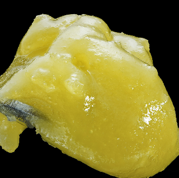 Wojo - Live Rosin - Daily Biscotti