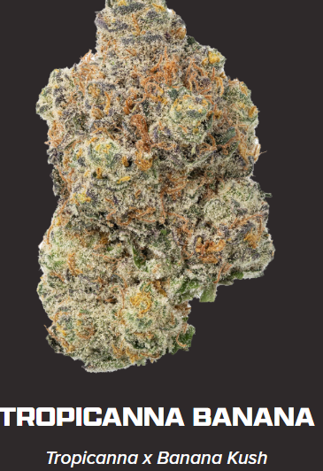 Zips | Tropicana Banana 3.