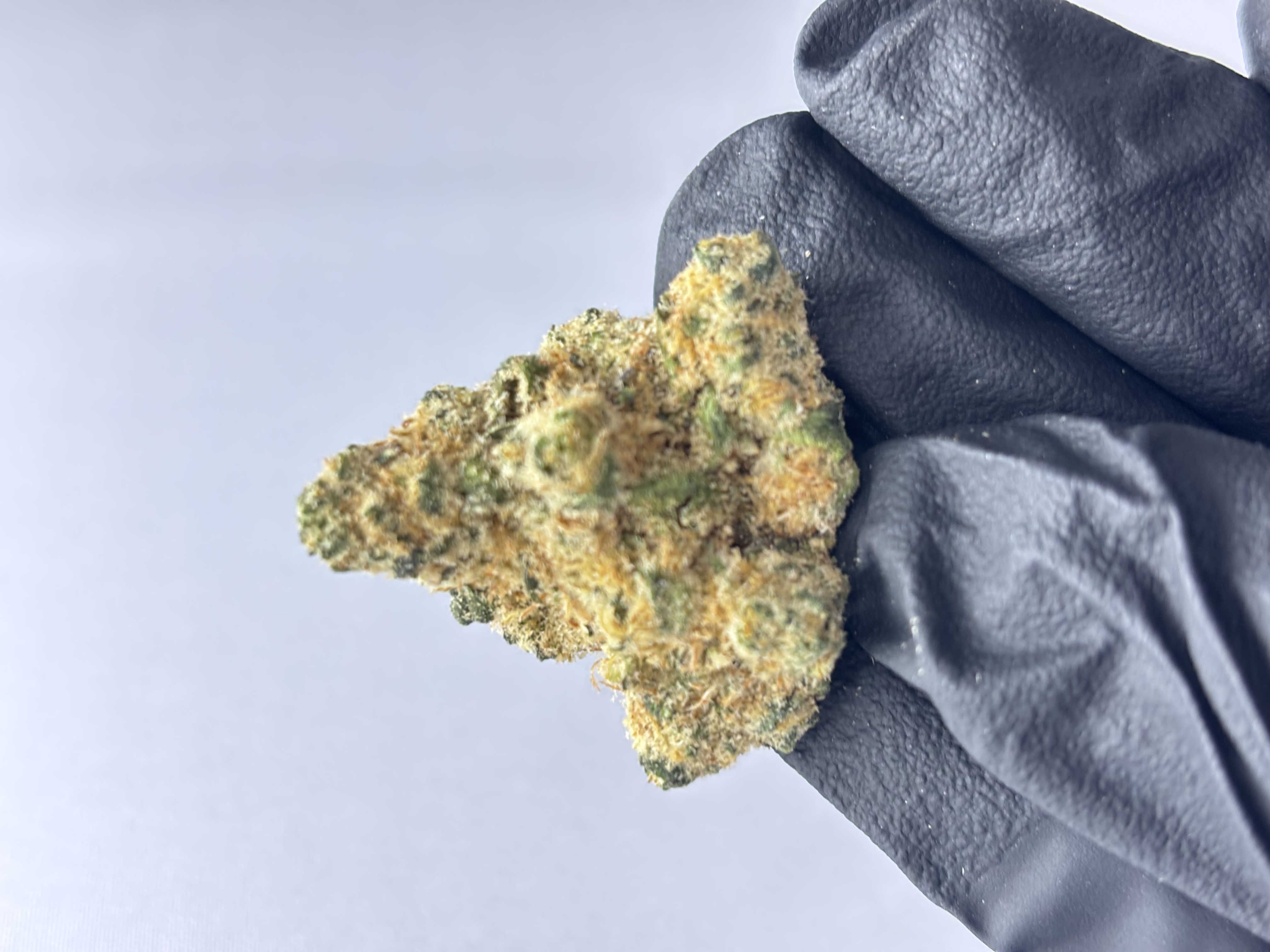 Pink Pony Haze Flower Bulk