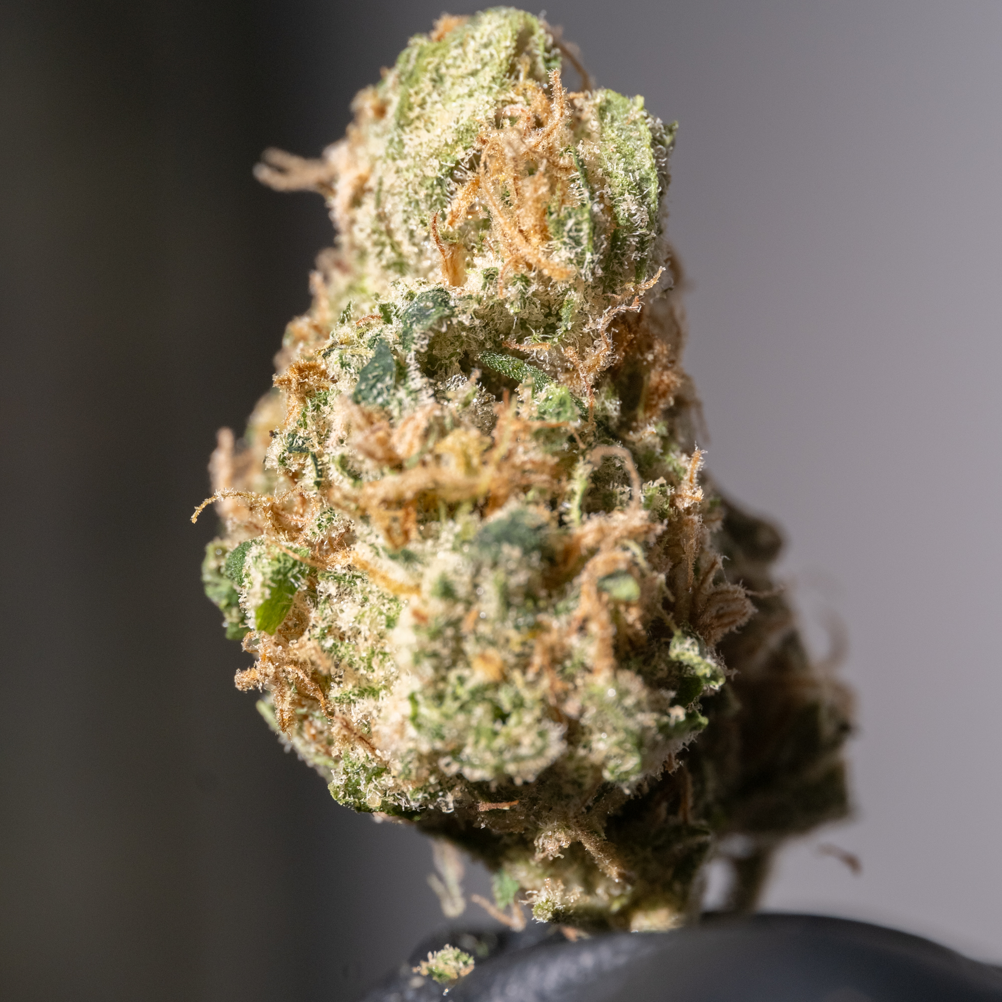 Flower - Bulk - Golden Goat