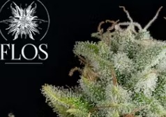 Floscannabis Great Lakes Pre Roll