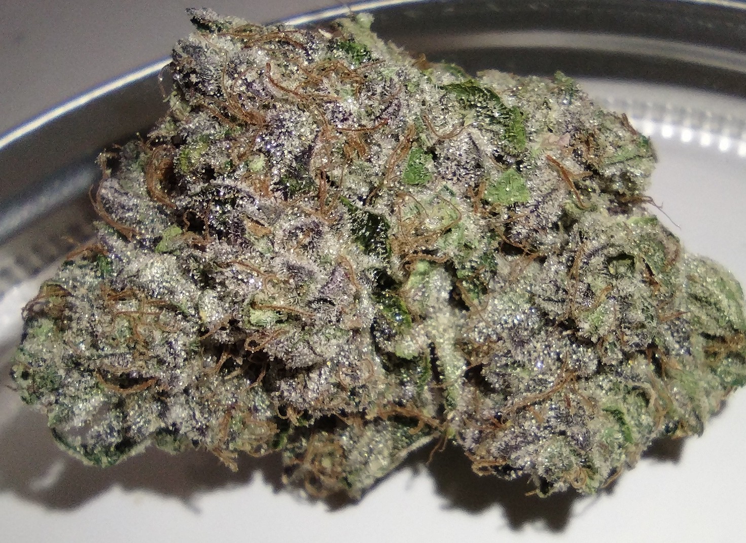 Terp City - Ztupid - 3.5g - Flower