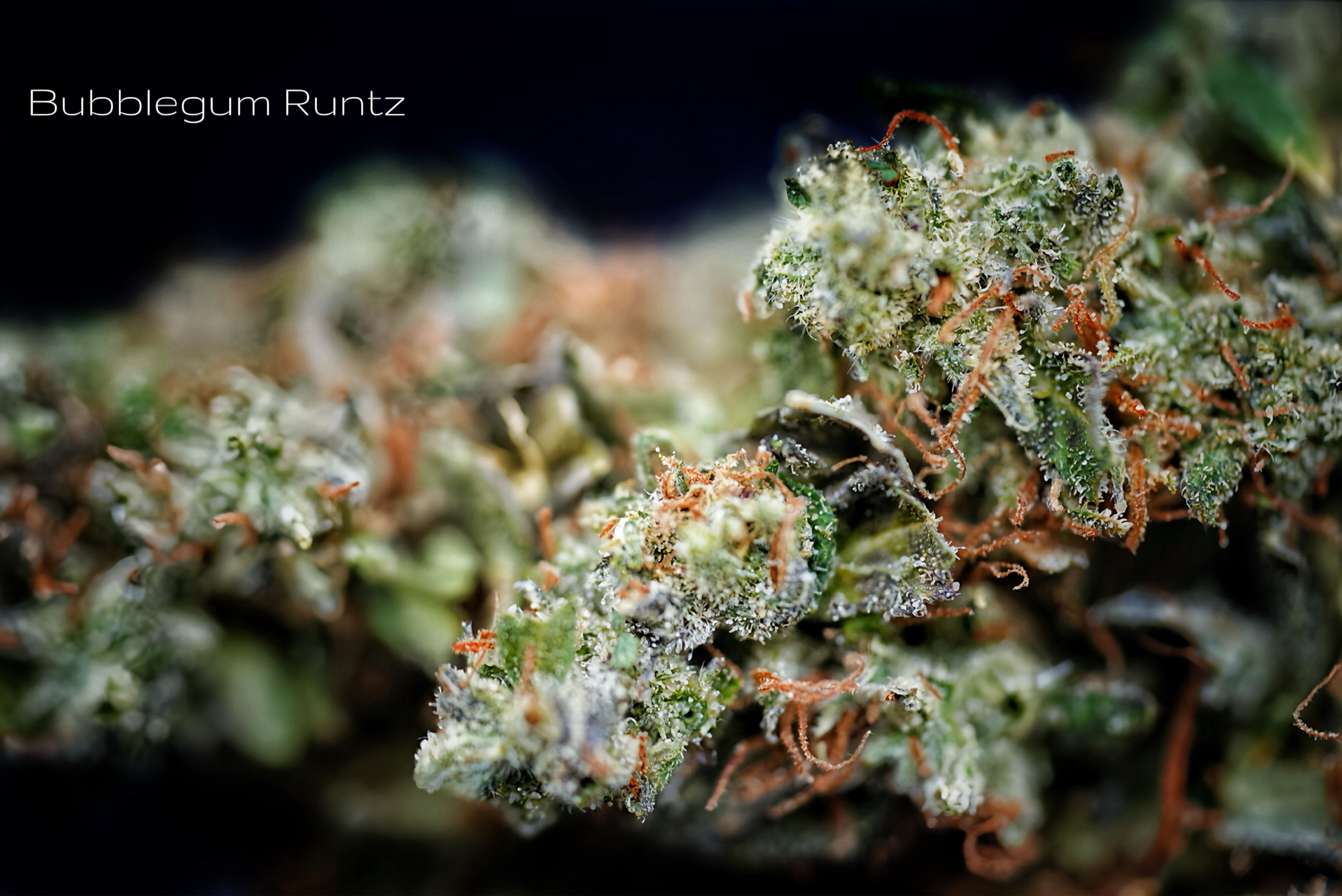 Bubble Gum Runtz Popcorn (H)