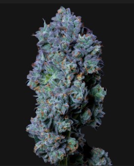 (2) DC's Finest: Biscuit Blues (H-I)