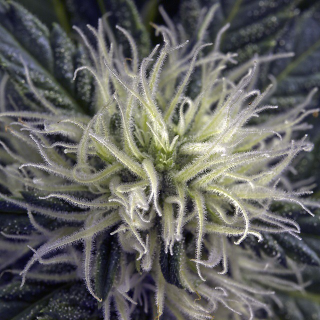 Mother Magnolia | OMEGA RED