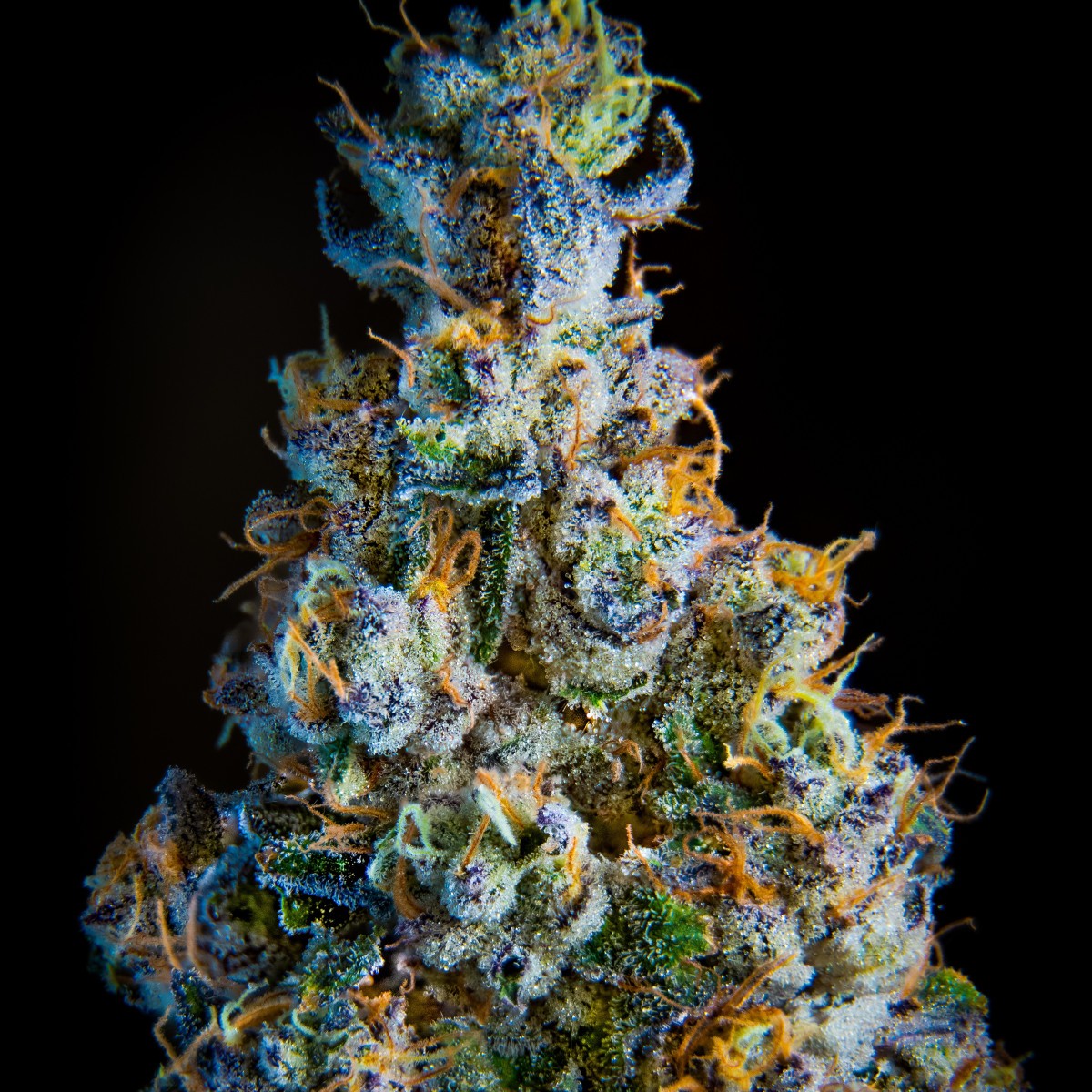 Orange Mints | Flower