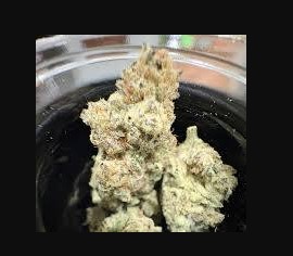 Bud Gushcanna