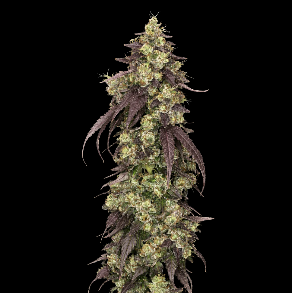 Brain Stain Platinum