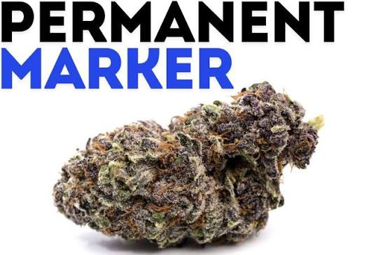 SunMed Permanent Marker QT - 14g - House Packed