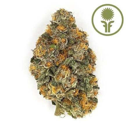 Havana Kush