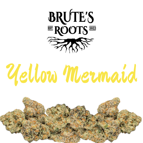 Flower - Yellow Mermaid  |  MED