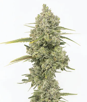 Poizon Mintz | Flower |