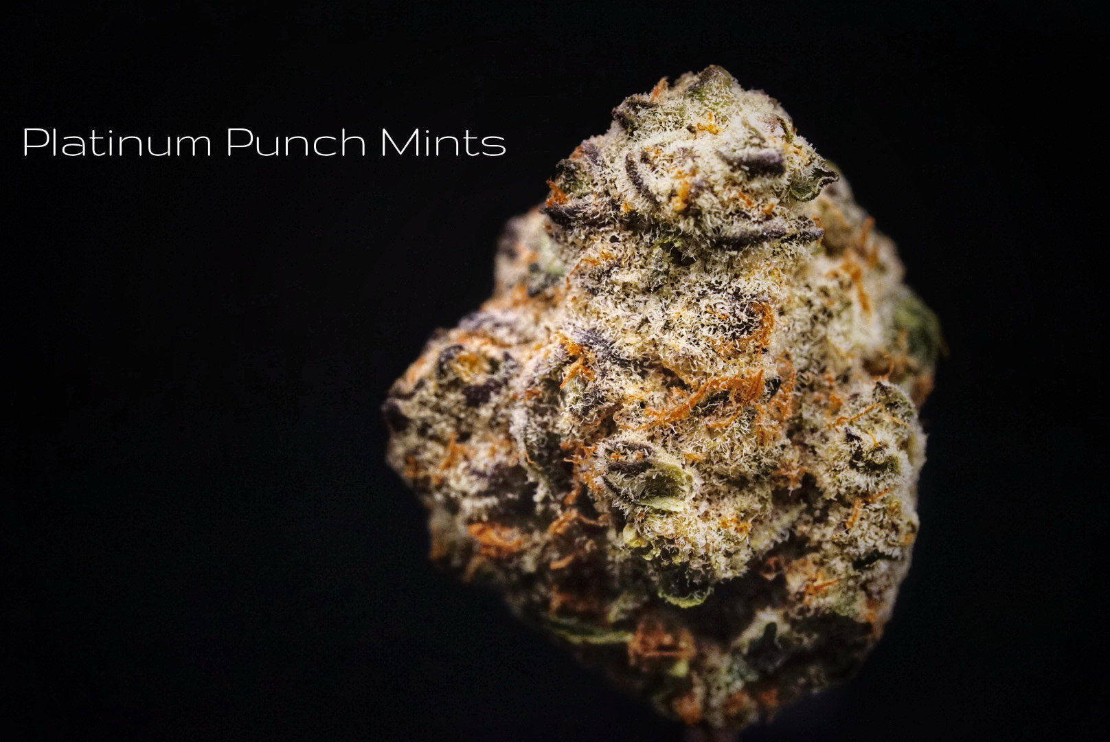 Platinum Punch Mints Popcorn