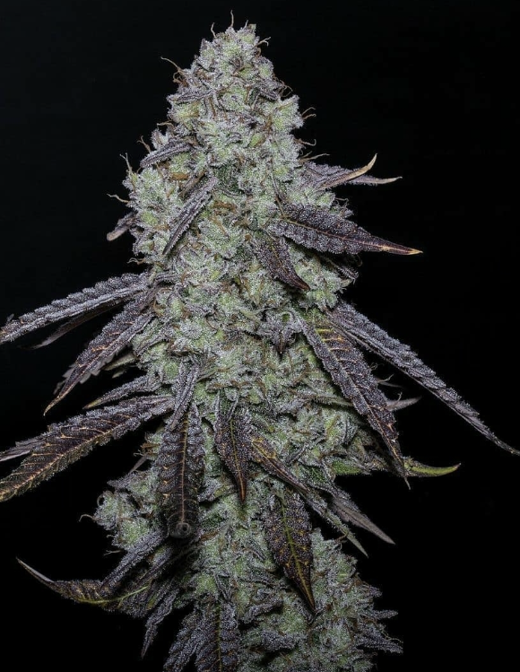 Waiting Game #1 |  Buds |