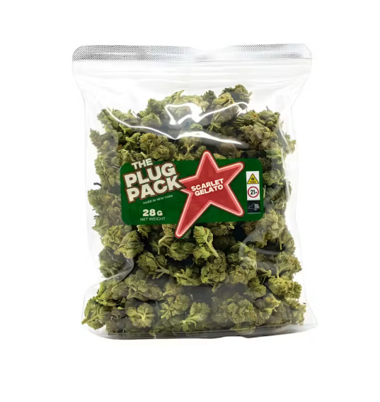 The Plug Pack Scarlet Gelato Flower