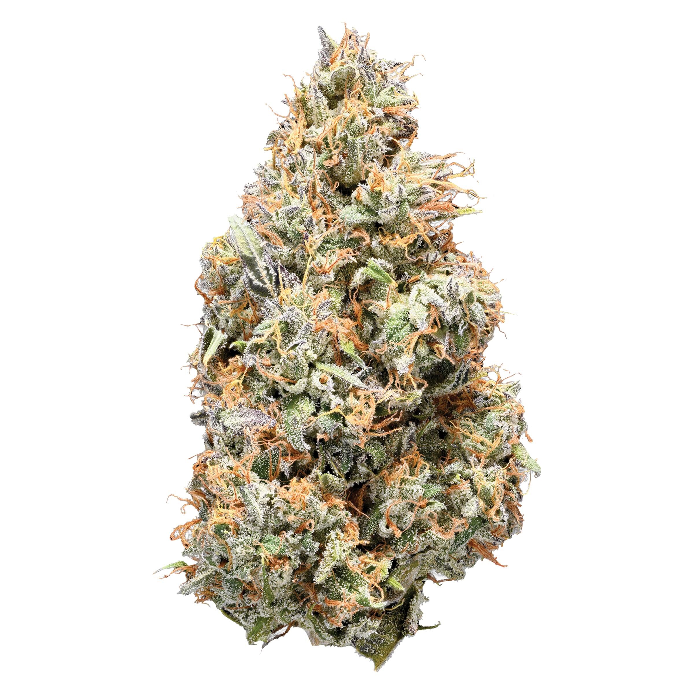 Sativa (Early Lemon Berry) | 14g
