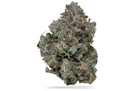 Platinum Shelf Magentaz