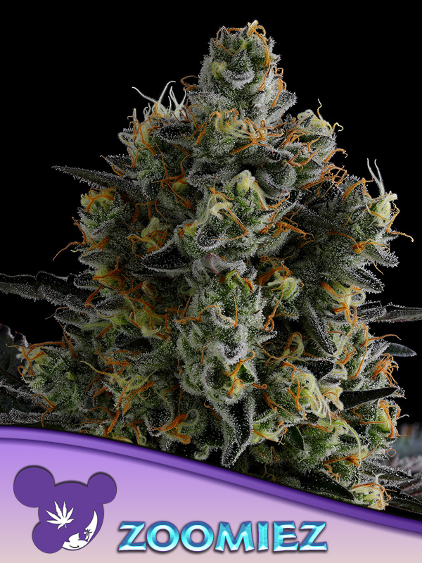 Flower | Zumiez | Indoor Flower | Hybrid -3.5G
