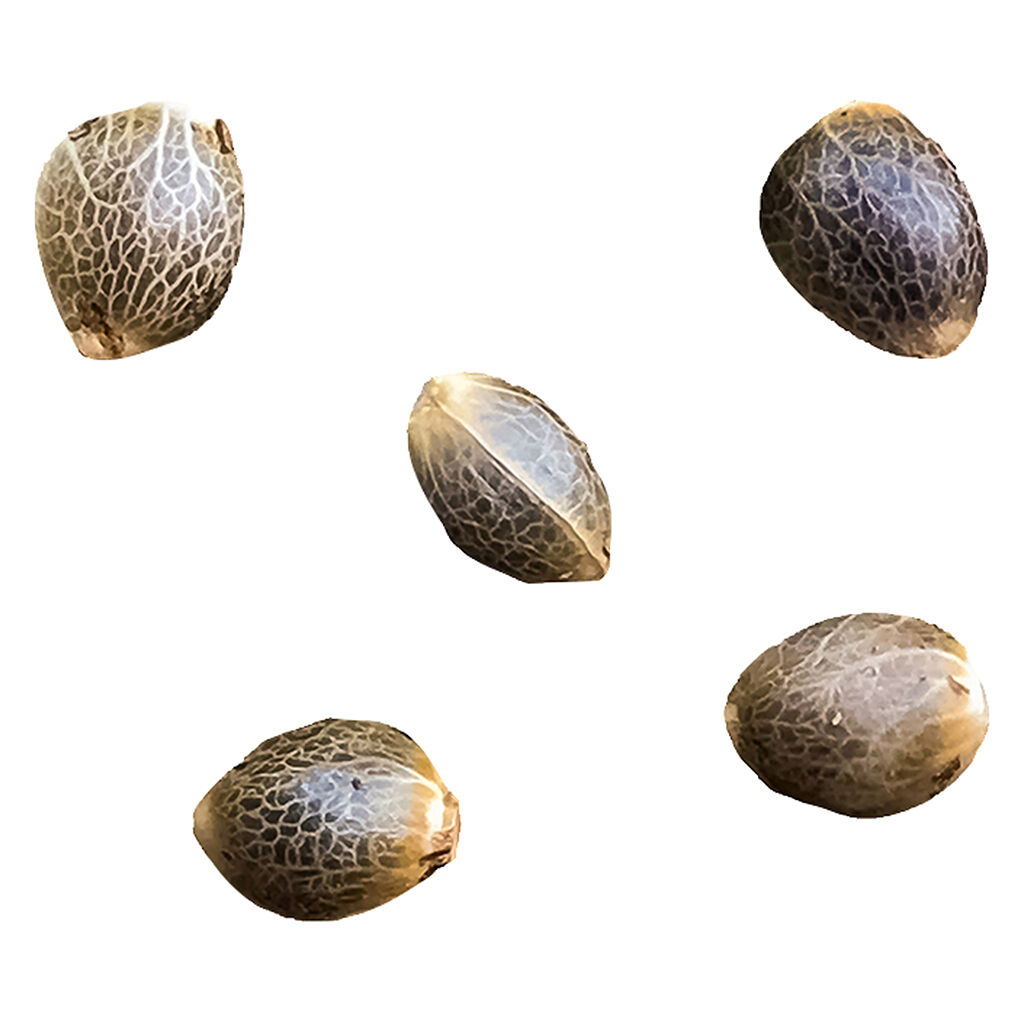 GREENHERB - Pheno Hunt - Select Female Seeds - 5 Pack