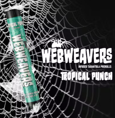 Tropical Punch Tarantula