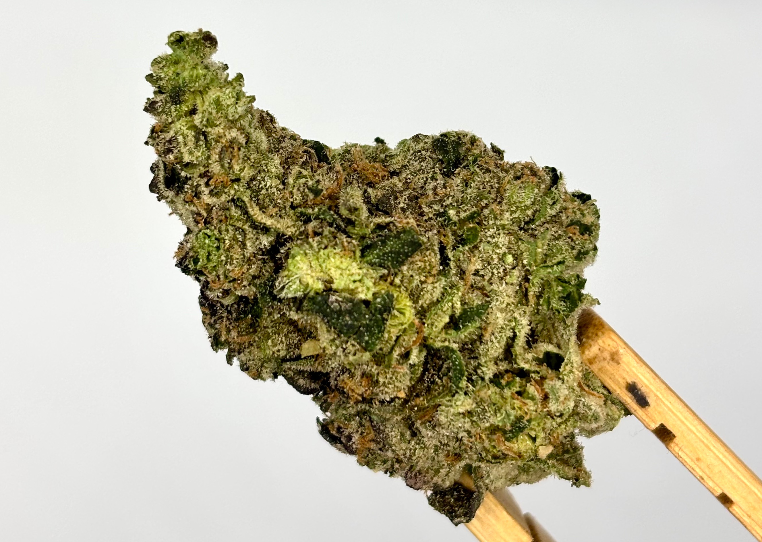 GLORIOUS CANNABIS | DONNIE BURGER | BULK FLOWER