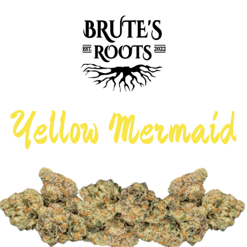 Flower - Yellow Mermaid - Brute's Roots - REC