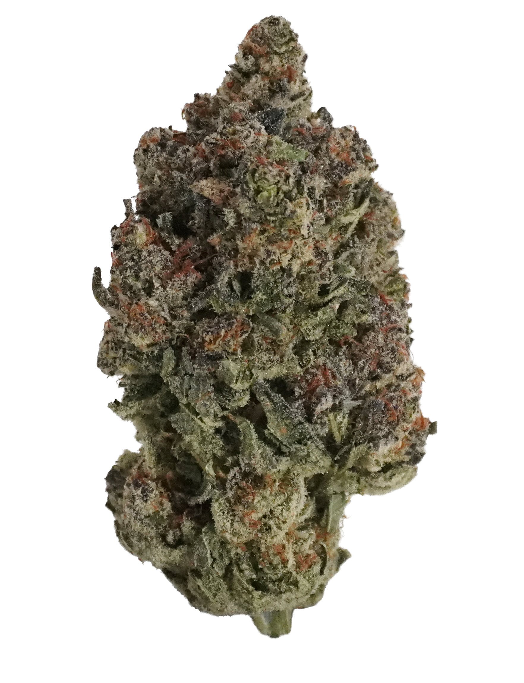 Great Smoky | Baklava Flower [F-9-10]