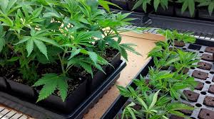 CLONE | LEMON CHERRY GELATO