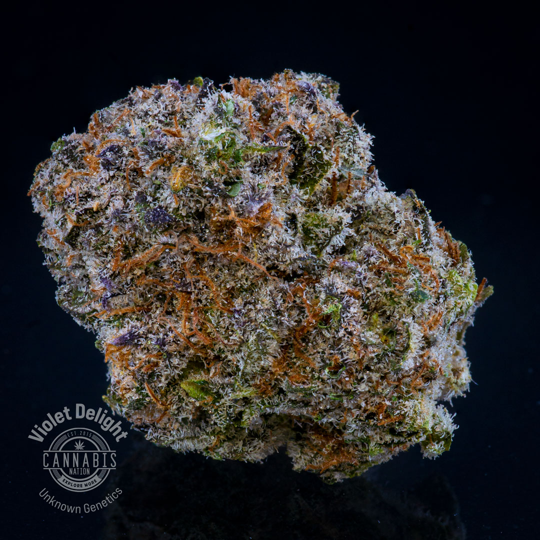 Flower | Violets Delight