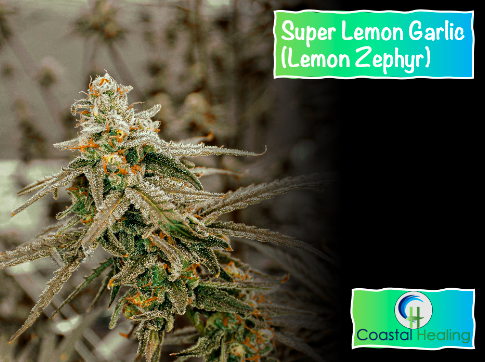 Lemon Zephyr Flower