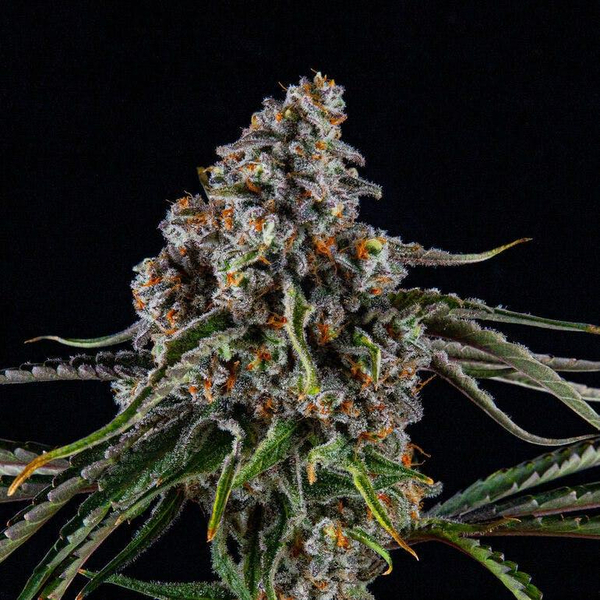 FLOWER ZN MACFLURRY
