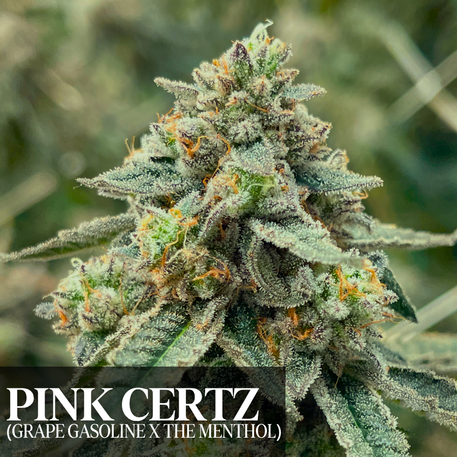 Pink Certz