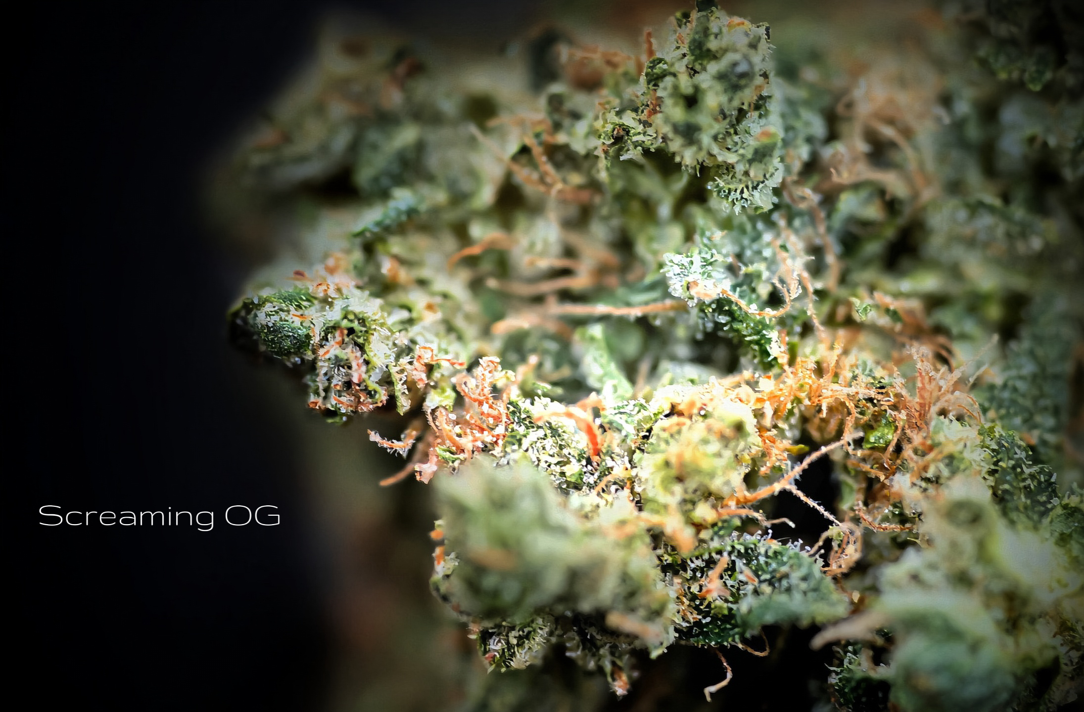 Screaming OG Popcorn