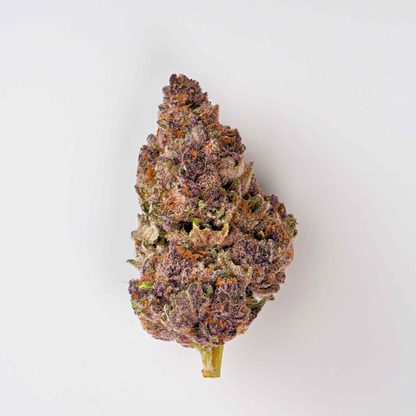 House Of Sacci | Trop Cherry | Pre Roll | 0.5g