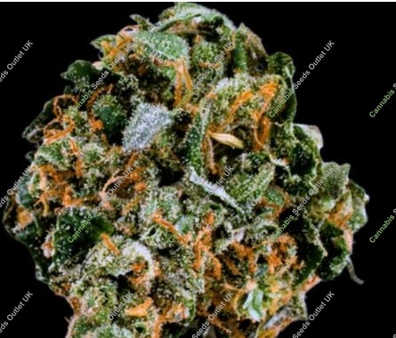 (2) DC's Finest: Cheerioz (H)