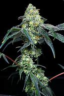 Candy 1grm Bulk Sativa Hybrid