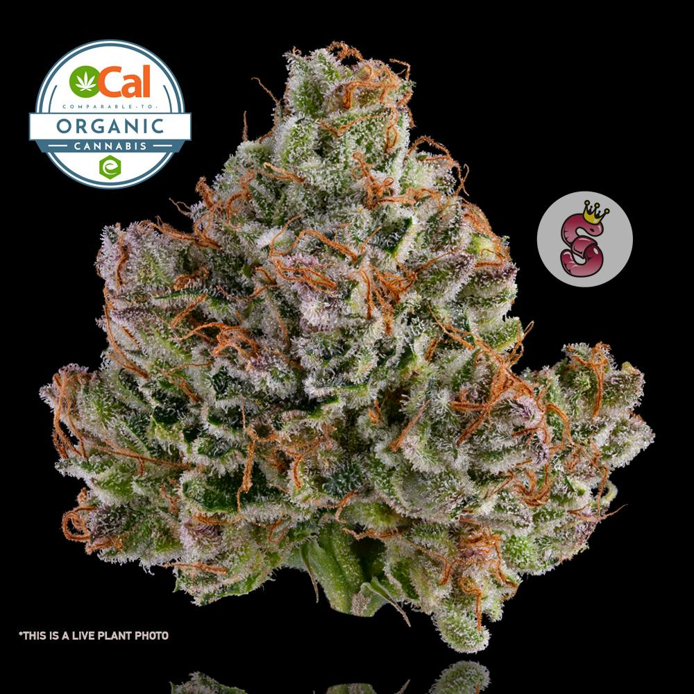 NoTillKings - White Widow #11 3.5g