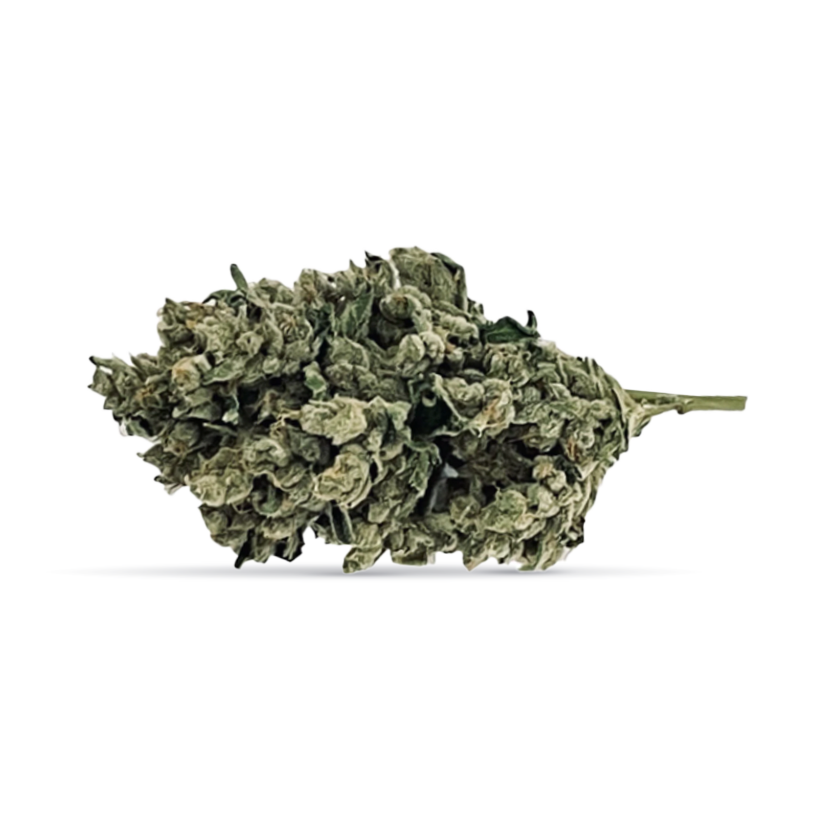 Stankasaurus