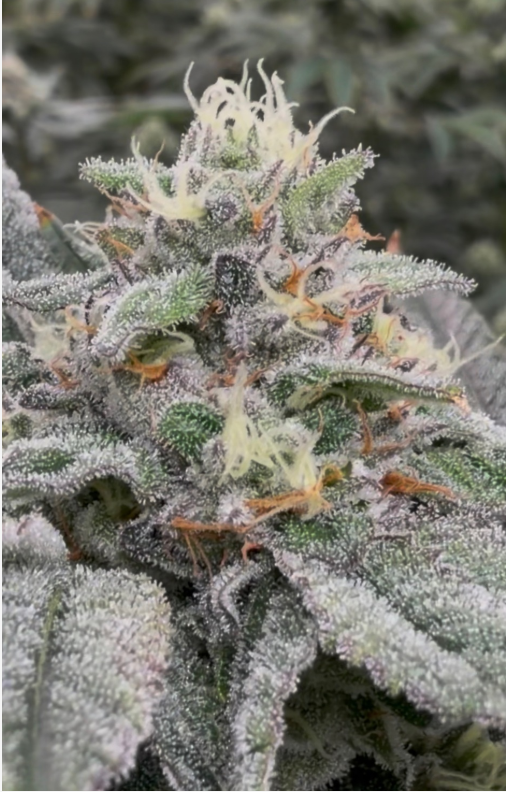 Parks Grove - E85 - Bud