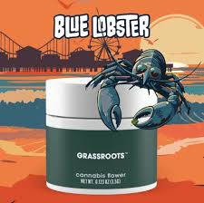 Grassroots | Blue Lobster (Hybrid)