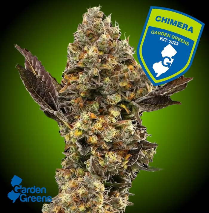 Garden Greens | Chimera | Flower | Big Buds | 3.5g (I)