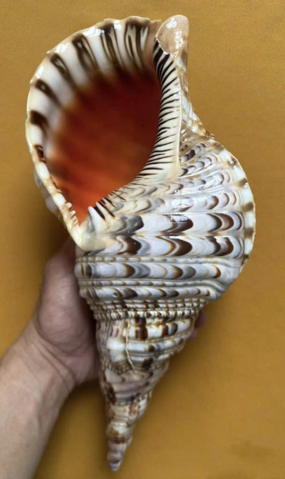 Triton Trumpet Charonia Seashell