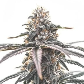 Animal Cake | Small Buds | 7G