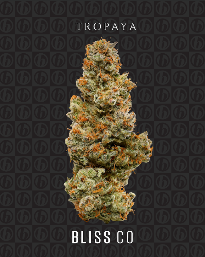 Bliss Co  Tops | Tropaya |